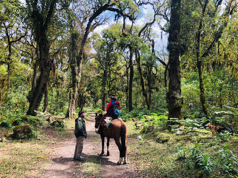 les yungas